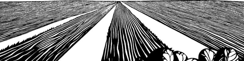 A stylized black and white illustration of a vast field with rows of crops extending into the horizon. The lines create a sense of depth and perspective, with a few plants visible in the foreground. vector