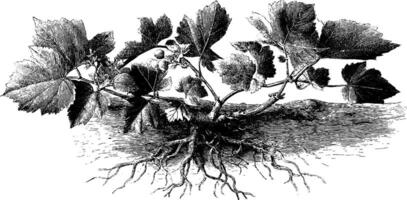 Botanical illustration of grapevine with leaves and roots. vector