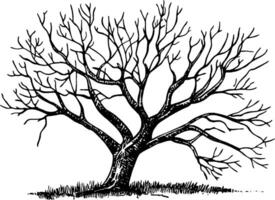 A detailed black and white illustration of a leafless tree with intricate branches and a textured trunk, set against a plain background. vector