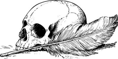 A detailed illustration of a human skull resting on a surface, with a large feather placed beside it. The skull is depicted in a realistic style, showcasing its features, while the feather adds a contrasting softness to the composition. vector