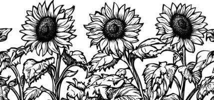 A detailed black and white illustration of sunflowers with large, round centers and broad leaves, arranged in a row against a plain background. vector