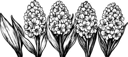 A detailed black and white illustration of multiple clusters of flowers with broad leaves. The flowers are densely packed, showcasing intricate petal designs and textures. vector