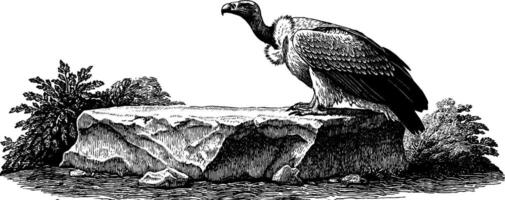 Engraved illustration of a vulture on a rock in nature. vector