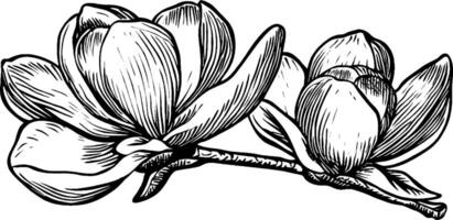 A detailed illustration of two magnolia flowers on a branch, showcasing their elegant petals and natural beauty. vector
