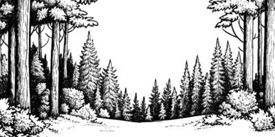 A detailed black and white illustration of a forest scene, featuring tall trees, dense foliage, and a variety of coniferous trees in the background. The foreground is open, creating a natural frame for the scene. vector