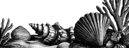 Intricate engraved illustration of seashells and coral for nautical design. vector