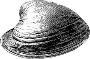 Detailed black and white engraving of a clam shell with textured lines. vector