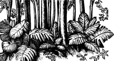 A detailed black and white illustration of a dense forest scene, featuring tall trees and large tropical leaves. The foliage is lush, with various leaf shapes and textures, creating a rich, natural environment. vector