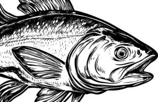 A detailed illustration of a fish, showcasing its scales, fins, and facial features in a black and white style. vector