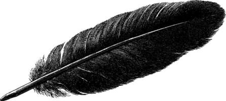 Intricate engraving of a feather quill for artistic and design use. vector