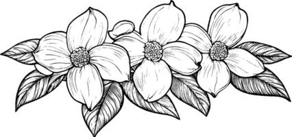 A detailed black and white illustration of three flowers with large petals and round centers, surrounded by leaves. The flowers are arranged in a horizontal composition, showcasing intricate line work. vector