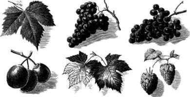 Vintage botanical illustrations of grapes, leaves, and raspberry. vector
