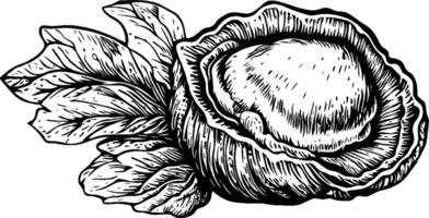 A detailed black and white illustration of a cabbage with large leaves surrounding a round head. The intricate lines depict the texture and form of the vegetable, showcasing its natural beauty. vector