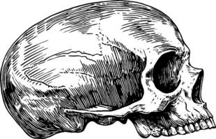 A detailed illustration of a human skull, showcasing its anatomical features and structure. The skull is depicted in profile, emphasizing its contours and textures. vector