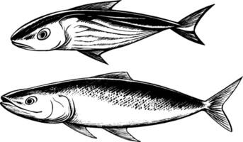 Illustration of two types of fish, one with a streamlined body and stripes, the other with a broader body and speckled pattern, both shown in profile view. vector