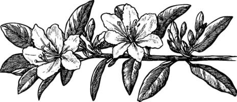 A detailed black and white illustration of a flowering branch with multiple blossoms and leaves, showcasing intricate line work and shading. vector