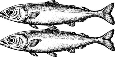 Two detailed illustrations of fish, showcasing their fins, scales, and facial features in a black and white style. vector