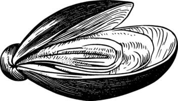 An illustration of a mussel shell, showcasing its two halves. The shell is elongated and has a smooth surface with fine lines, typical of bivalve mollusks. vector