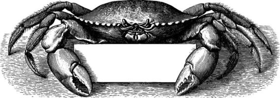 Vintage crab engraving with blank banner for custom design or message. vector