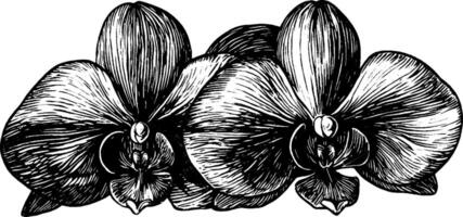 A detailed black and white illustration of three orchids, showcasing their intricate petals and structure. vector