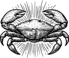 A detailed illustration of a crab with large claws, depicted in a vintage style. The crab is centered with rays emanating from it, giving a dynamic appearance. vector
