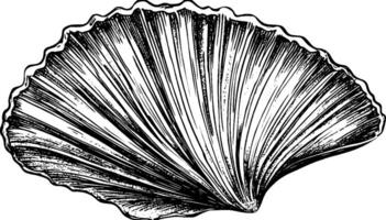 An intricately detailed illustration of a scallop shell, showcasing its ridged texture and natural curves. The shell is depicted in a classic black and white style, emphasizing its elegant form. vector