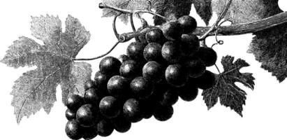 Black and white engraving of grape cluster on vine with detailed leaves. vector