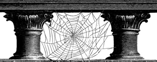 Detailed engraved illustration of spider web between classical columns. vector