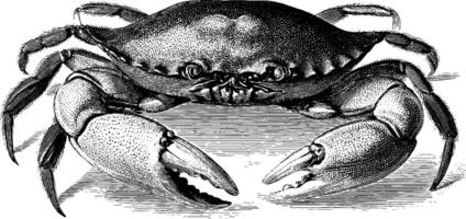 Vintage engraving of crab with prominent claws and textured shell. vector
