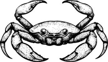A detailed illustration of a crab, showcasing its claws and body in a vintage style. The crab is depicted in a frontal view, emphasizing its features and texture. vector