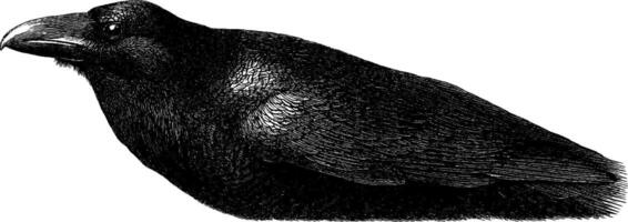 Intricate engraving of a raven with a lock. symbolic illustration for artistic projects. vector