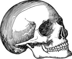 An intricately detailed illustration of a human skull in profile view, showcasing the structure and features of the skull, including the jaw and teeth. vector