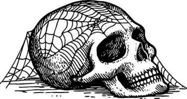 A detailed illustration of a skull covered in a spider web, showcasing intricate line work and shading. The skull is positioned on a flat surface, emphasizing its contours and the delicate webbing. vector