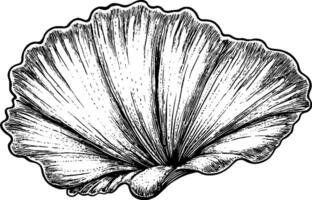 A detailed illustration of a shell, showcasing its intricate lines and textures. The shell is depicted in a realistic style, emphasizing its natural beauty. vector