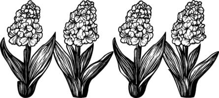 A detailed black and white illustration of four clusters of flowers with broad leaves. Each cluster features multiple blooms, showcasing intricate petal designs and textures. vector
