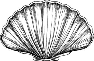 A detailed illustration of a scallop shell, showcasing its ridged texture and symmetrical shape. The shell is depicted in a classic black and white style, emphasizing its natural beauty. vector