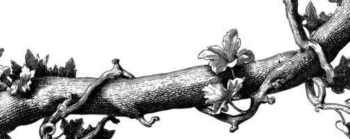 Engraved illustration of vines adorned with intricate small blossoms for botanical design. vector