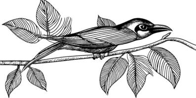 A detailed black and white illustration of a bird perched on a branch with leaves. The bird has a slender body and a prominent beak, showcasing intricate line work and shading. vector
