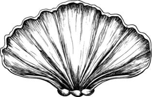 A detailed illustration of a scallop shell, showcasing its ridged texture and natural curves. The shell is depicted in a classic black and white style, emphasizing its intricate design. vector
