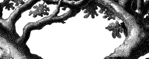Intricate engraved illustration of tree branches curving into natural frame. vector