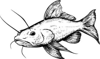 A detailed illustration of a fish with prominent fins and whiskers, showcasing its features in a black and white style. vector