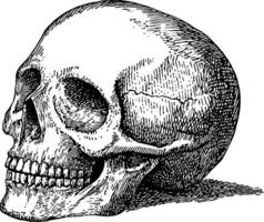 An intricately detailed illustration of a human skull, showcasing its anatomical features. The skull is positioned in a three-quarter view, emphasizing its contours and structure. vector