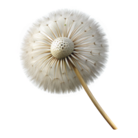 magnificent distinguished Photorealistic professional render, hyper-specific, single isolated dandelion seed head, ultra-detailed with Transparent Background png