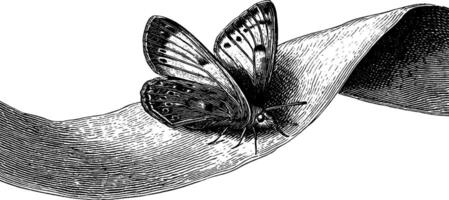 Engraved butterfly on curved surface design for print and decoration. vector
