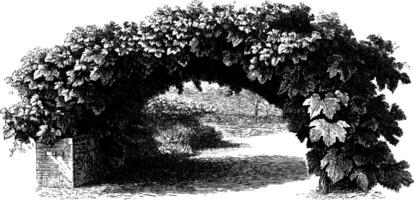 Lush grape vine arbor with brick supports and shaded path drawing. vector