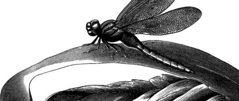Engraved illustration of dragonfly landing on curl. vector