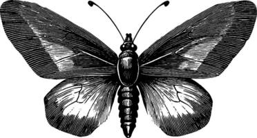 Engraved illustration of butterfly with spread wings for nature and decorative art design. vector
