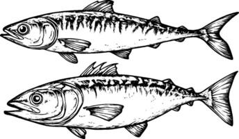 Illustration of two fish, showcasing their detailed features and scales. The fish are drawn in a realistic style, emphasizing their fins and body shape. vector