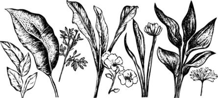 A collection of hand-drawn botanical illustrations featuring various leaves and flowers. The design showcases intricate details of each plant, emphasizing their unique shapes and textures. vector