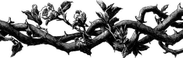 Engraved botanical vines with blossoms for nature design and print projects. vector